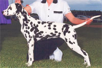 a well breed Dalmatian dog